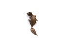 The satanic leaf-tailed gecko isolated on white background