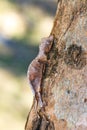 Satanic leaf-tailed gecko