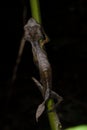 Satanic leaf-tailed gecko Uroplatus phantasticus climbing