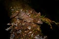 Satanic leaf-tailed gecko, Uroplatus phantasticus, lizard from Ranomafana National Park, Madagascar. Leaf look gecko in the nature