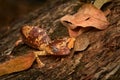 Satanic leaf-tailed gecko, Uroplatus phantasticus, lizard from Ranomafana National Park, Madagascar. Leaf look gecko in the nature