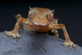 Satanic Leaf-tailed Gecko / Uroplatus phantasticus