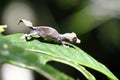 Satanic Leaf-tailed Gecko (Uroplatus phantasticus) in Ranomafana rain forest in eastern Madagascar. Red eyes and horns above eyes