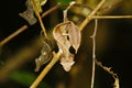 Satanic Leaf-tailed Gecko (Uroplatus phantasticus) in Ranomafana rain forest in eastern Madagascar. Red eyes and horns above eyes