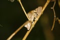 Satanic Leaf-tailed Gecko (Uroplatus phantasticus) in Ranomafana rain forest in eastern Madagascar. Red eyes and horns above eyes