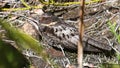 Satanic nightjar (Eurostopodus diabolicus), endemic bird of Sulawesi, Indonesia