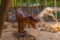 SATAPLIA, KUTAISI, GEORGIA: A statue of a moving dinosaur and a skeleton in the museum in the reserve in Sataplia. Royalty Free Stock Photo