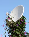Satellite antenna with flowers