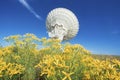 Satellite dish in field of flowers Royalty Free Stock Photo