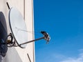 Satellite dish with several LMBs Royalty Free Stock Photo