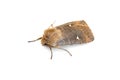 Satellite moth Royalty Free Stock Photo