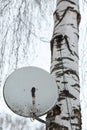 A satellite TV antenna plate on a birch tree against a clear white sky background. Several branches are on the top of the frame Royalty Free Stock Photo