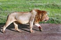 Satiated lion returned from successful hunt. Royalty Free Stock Photo