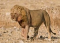 Satiated male lion walking into the wind