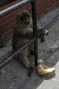 The satiated semi-wild Barbary Macaques, Gibraltar, Europe Royalty Free Stock Photo