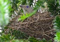 A satin bower bird female sitting on her nest in Austraila