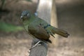 Satin bowerbird female Royalty Free Stock Photo