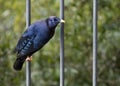 Satin Bowerbird