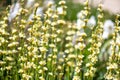 Satin flowers sisyrinchium striatum