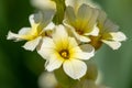 Satin flowers sisyrinchium striatum