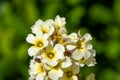 Satin flowers sisyrinchium striatum
