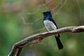 Satin Flycatcher - Myiagra cyanoleuca male - is found in Australia, Indonesia, and Papua New Guinea