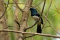 Satin Flycatcher - Myiagra cyanoleuca male - is found in Australia, Indonesia, and Papua New Guinea.