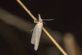 Satin grass veneer Crambus perlella Royalty Free Stock Photo