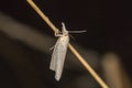 Satin grass veneer Crambus perlella