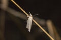 Satin grass veneer Crambus perlella