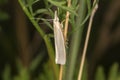 Satin grass veneer Crambus perlella Royalty Free Stock Photo