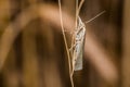 Satin grass veneer Crambus perlella Royalty Free Stock Photo
