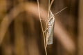 Satin grass veneer Crambus perlella