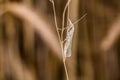 Satin grass veneer Crambus perlella Royalty Free Stock Photo