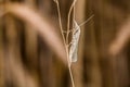 Satin grass veneer Crambus perlella