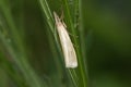 Satin grass veneer Crambus perlella Royalty Free Stock Photo
