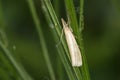 Satin grass veneer Crambus perlella Royalty Free Stock Photo