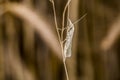 Satin grass veneer (Crambus perlella) Royalty Free Stock Photo