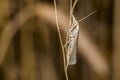 Satin grass veneer (Crambus perlella) Royalty Free Stock Photo