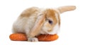 Satin Mini Lop rabbit eating a carrot, lying on it, isolated Royalty Free Stock Photo