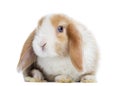 Satin Mini Lop rabbit facing, looking at the camera, isolated