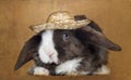 Satin Mini Lop rabbit facing with a straw hat, Royalty Free Stock Photo