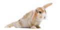 Satin Mini Lop rabbit in funny position, isolated Royalty Free Stock Photo