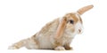 Satin Mini Lop rabbit in funny position, isolated