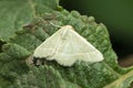 Satin moth on leaf, Leucoma salicis, Satara, Maharashtra