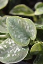 Satin pothos Argyraeus