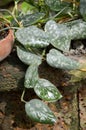 Satin pothos plants