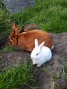 Satin Rabbit mother with two little ones