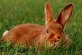 Satin rabbit lying in the grass