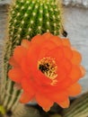 Satin Red Flower on Prickly Cactus Royalty Free Stock Photo